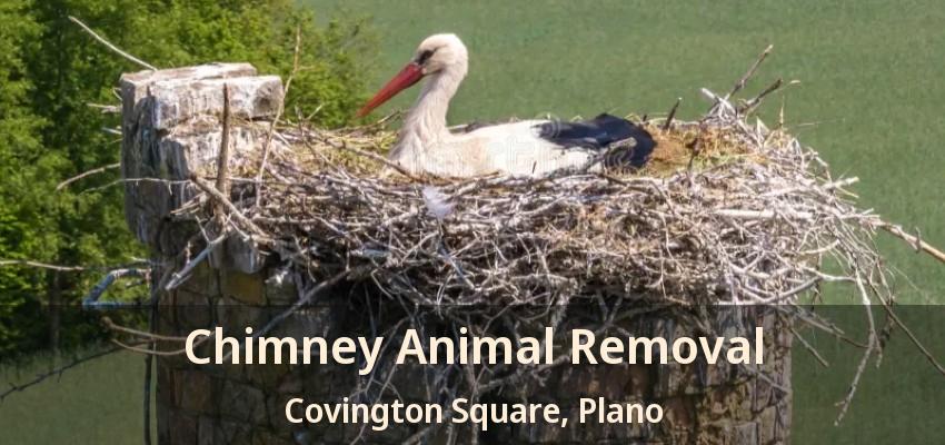 Chimney Animal Removal Covington Square, Plano - TX