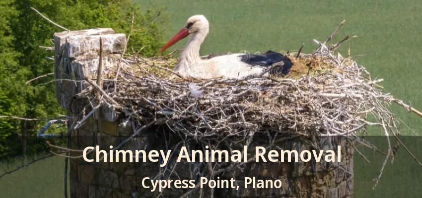 Chimney Animal Removal Cypress Point, Plano - TX