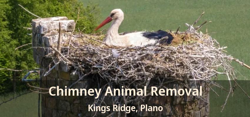 Chimney Animal Removal Kings Ridge, Plano - TX