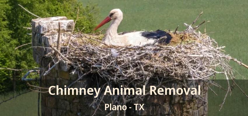 Chimney Animal Removal Plano - TX