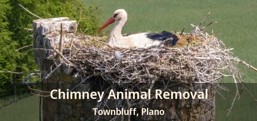 Chimney Animal Removal Townbluff, Plano - TX