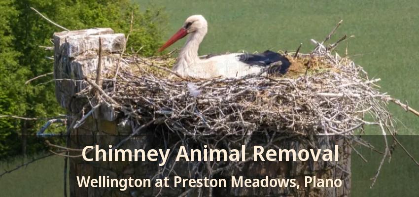 Chimney Animal Removal Wellington at Preston Meadows, Plano - TX