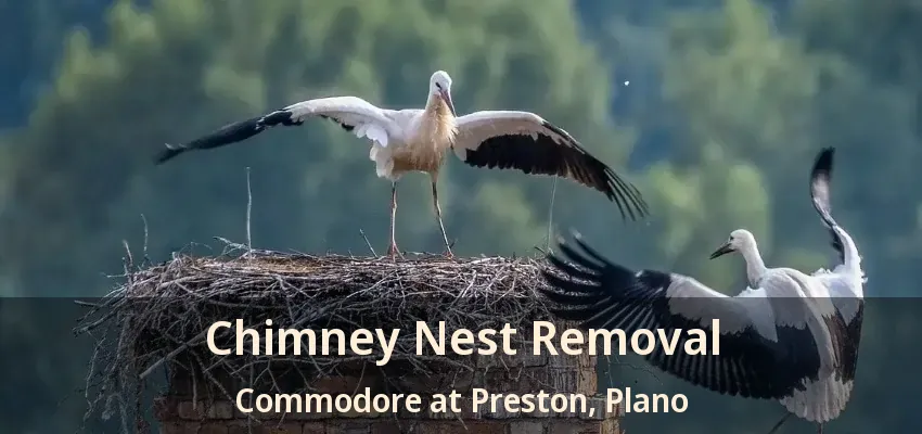 Chimney Nest Removal Commodore at Preston, Plano - TX