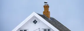Chimney Nest Removal Covington Square, Plano